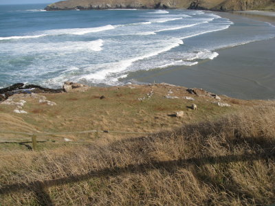Part of the bluff we were standing on to see the penguin beach. There's a seal there hanging out with the sheep!