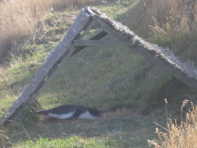 A penguin lean-to- provides shelter while the native bush grows back (it had been nibbled to almost nothing by sheep)