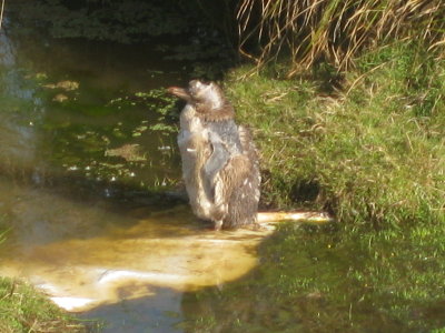 Here's a penguin in mid-molt. Poor scruffy guy!