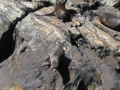 Lots of seals!