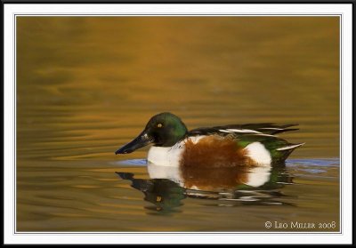 Northern Shoveler