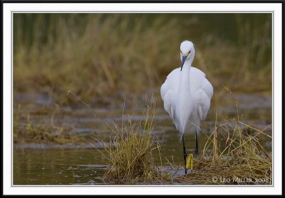 PC-_J3W6514CC framed.jpg