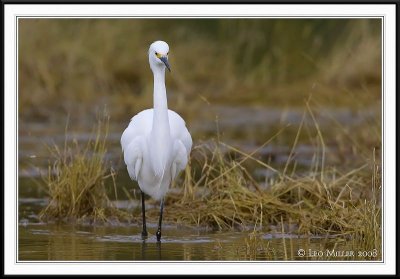 PC-_J3W6517CC framed.jpg