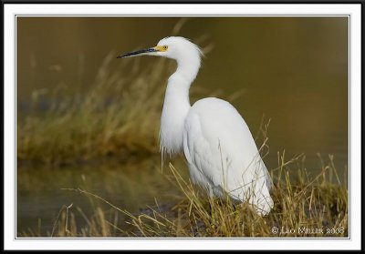 PC-_J3W6535CC framed.jpg