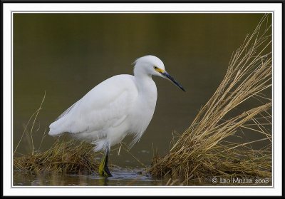 PC-_J3W6569CC framed.jpg