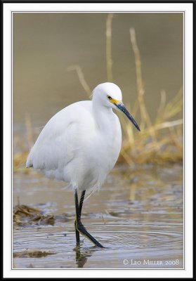PC-_J3W6584CC framed.jpg