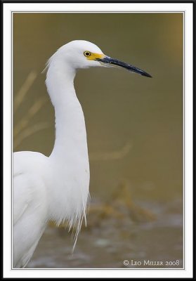 PC-_J3W6586CC framed.jpg
