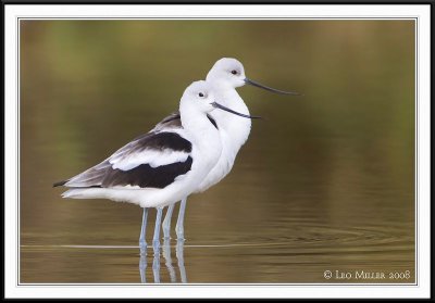 PC-_J3W6616CC framed.jpg