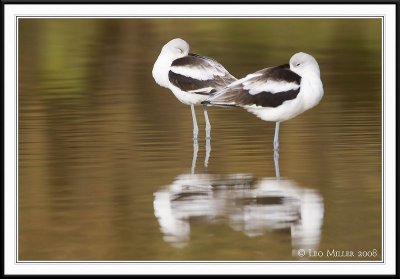 PC-_J3W6648CC framed.jpg