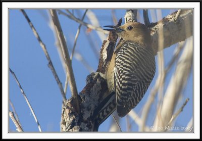 PC-_J3W9334CC framed.jpg