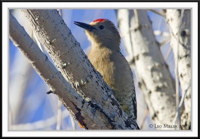 PC-_J3W9351CC framed.jpg