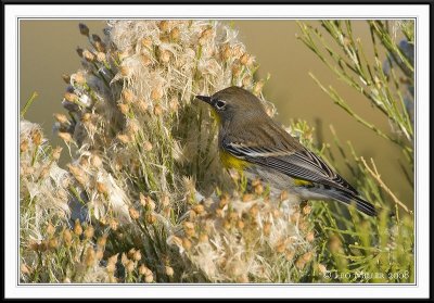Grosbeaks, Sparrows and Allies