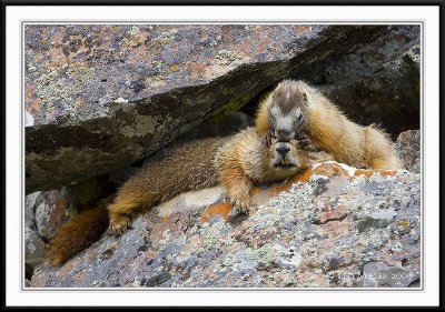 PC-_J3W9952CC framed.jpg