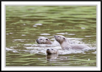 PC-_J3W9151CC framed.jpg