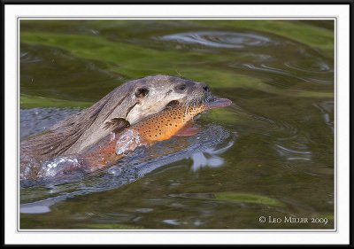 PC-_J3W9364CC framed.jpg