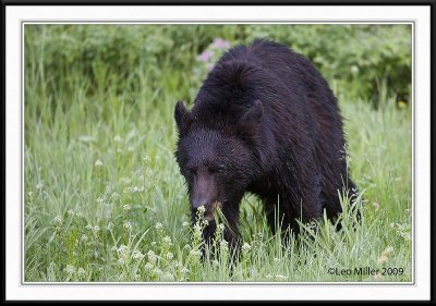 PC-_J3W9539CC framed.jpg