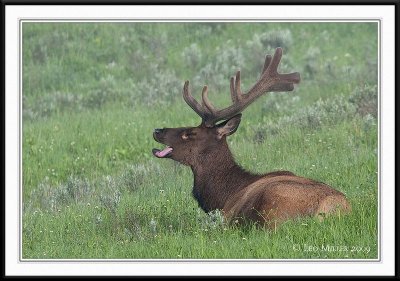 PC-_MG_9983CC framed.jpg