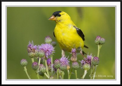 PC-_J3W0970CC framed.jpg