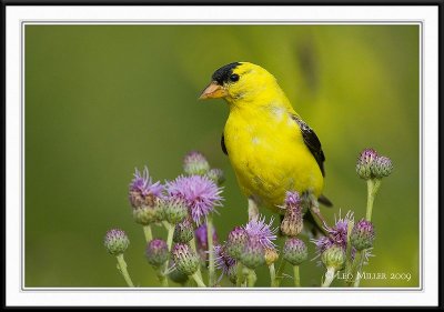 PC-_J3W0971CC framed.jpg