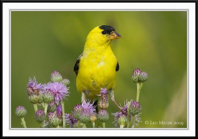 PC-_J3W0973CC framed.jpg