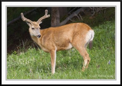 PC-_J3W9626CC framed.jpg