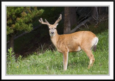 PC-_J3W9629CC framed.jpg