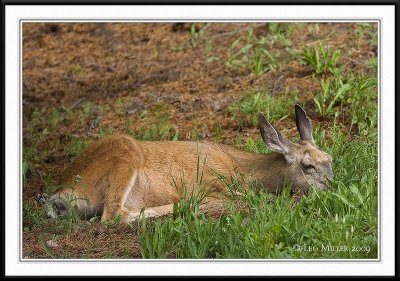 PC-_J3W9606CC framed.jpg