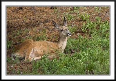 PC-_J3W9605CC framed.jpg