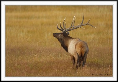 PC-_J3W1922 YNP Sept 17-19 2009CC framed.jpg