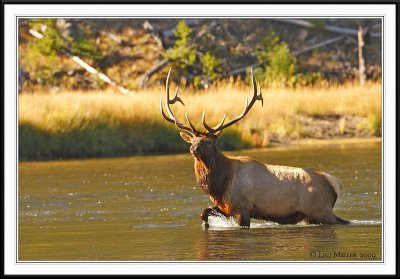 PC-_J3W1940 YNP Sept 17-19 2009CC framed.jpg