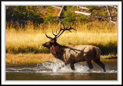 PC-_J3W1943 YNP Sept 17-19 2009CC framed.jpg
