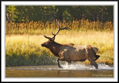 PC-_J3W1948 YNP Sept 17-19 2009CC framed.jpg