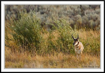 PC-_J3W1997 YNP Sept 17-19 2009CC framed.jpg
