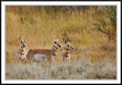 PC-_J3W1999 YNP Sept 17-19 2009CC framed.jpg