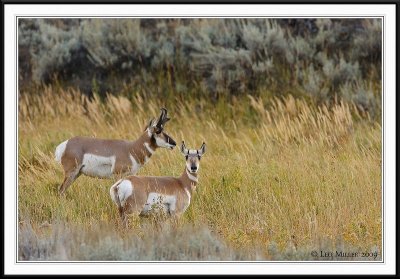 PC-_J3W2005 YNP Sept 17-19 2009CC framed.jpg