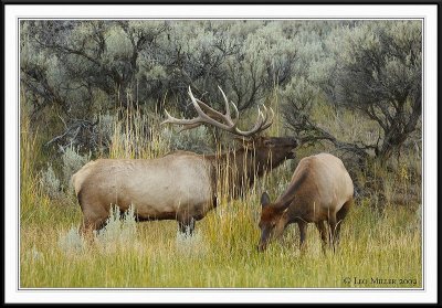 PC-_J3W2021 YNP Sept 17-19 2009CC framed.jpg