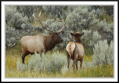 PC-_J3W2026 YNP Sept 17-19 2009CC framed.jpg