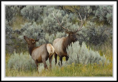 PC-_J3W2029 YNP Sept 17-19 2009CC framed.jpg