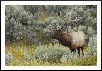 PC-_J3W2030 YNP Sept 17-19 2009CC framed.jpg