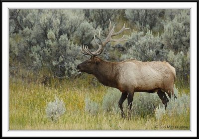 PC-_J3W2031 YNP Sept 17-19 2009CC framed.jpg