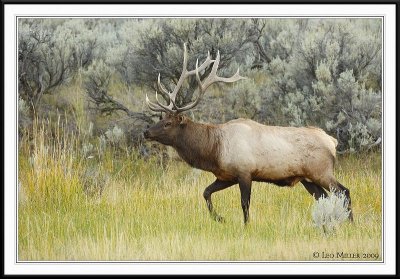 PC-_J3W2034 YNP Sept 17-19 2009CC framed.jpg
