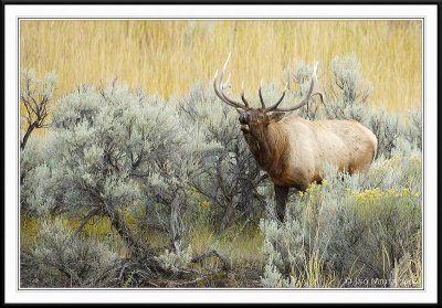 PC-_J3W2039 YNP Sept 17-19 2009CC framed.jpg