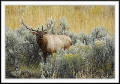 PC-_J3W2040 YNP Sept 17-19 2009CC framed.jpg