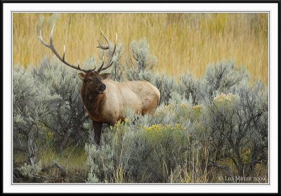 PC-_J3W2042 YNP Sept 17-19 2009CC framed.jpg