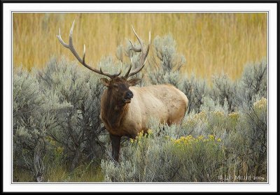 PC-_J3W2046 YNP Sept 17-19 2009CC framed.jpg
