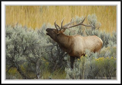 PC-_J3W2048 YNP Sept 17-19 2009CC framed.jpg