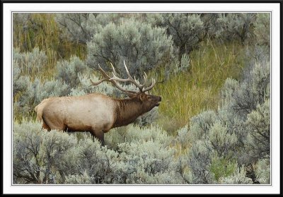 PC-_J3W2063 YNP Sept 17-19 2009CC framed.jpg