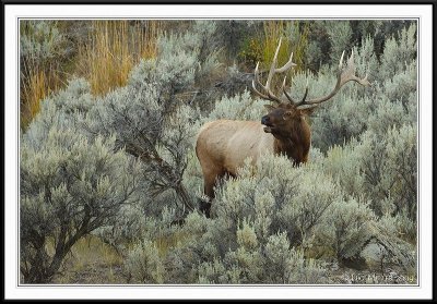 PC-_J3W2067 YNP Sept 17-19 2009CC framed.jpg
