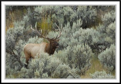 PC-_J3W2069 YNP Sept 17-19 2009CC framed.jpg
