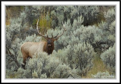 PC-_J3W2070 YNP Sept 17-19 2009CC framed.jpg